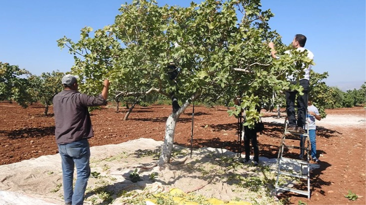 Kilis’te yeşil altının hasadı başladı: Tarlada kilosu 95 lira