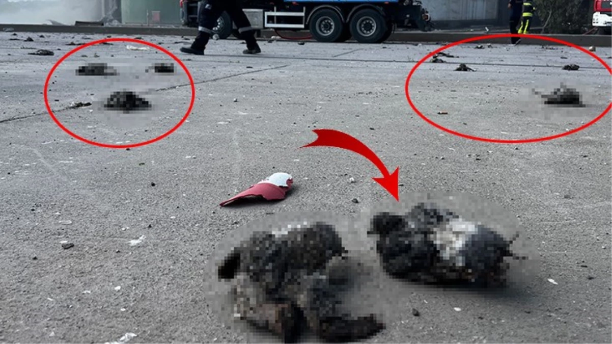 Kocaeli’de TMO silolarındaki patlama nedeniyle çok sayıda kuş telef oldu