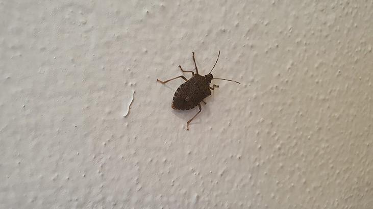 ‘Kahverengi kokarca’lar fındık fabrikasını istila etti