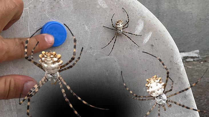 Afrika’dan geldi! Türkiye’de bir ilde daha görüldü, hızla yayılıyor