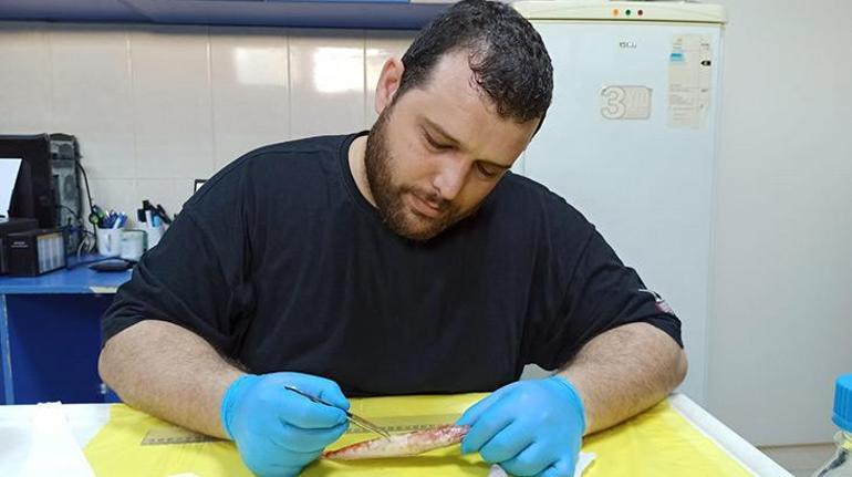 Akdeniz'de ilk kez görülen balık türü: Synodus Randalli