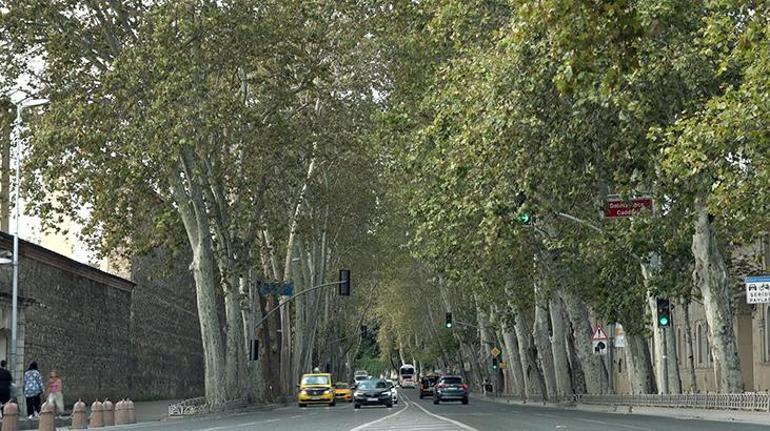 Dolmabahçe ve Çırağan Caddesi'ndeki asırlık çınar ağaçlarına bakım