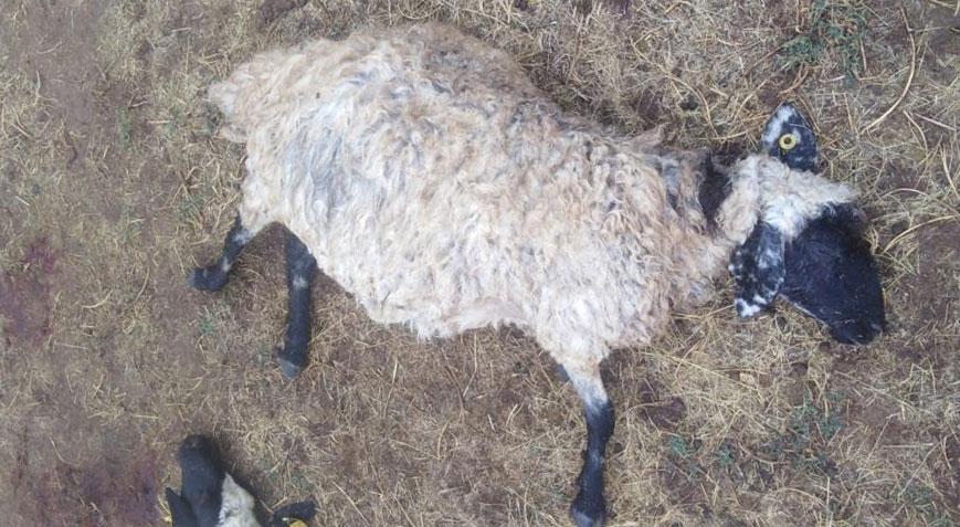 Bitlis’te 25 koyun birden telef oldu!