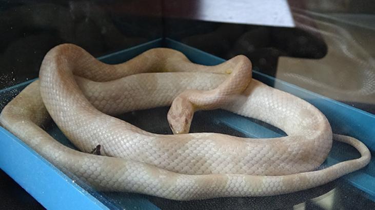 Yurt dışından gizlice getirdi! Türkiye’de satmak isterken yakalandı