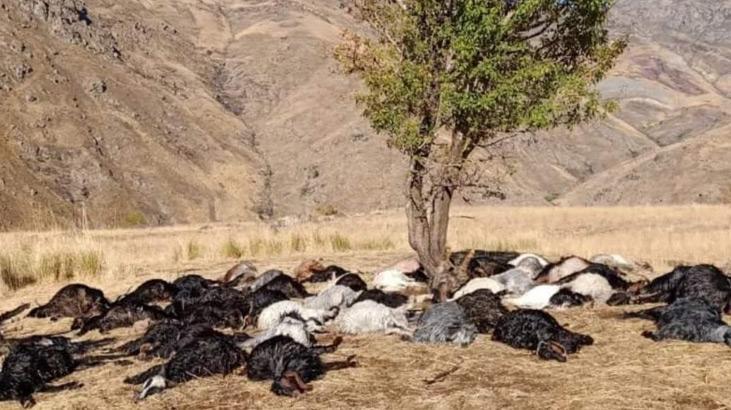 Yer: Hakkari! Yıldırım düşmesi sonucu 62 küçükbaş öldü
