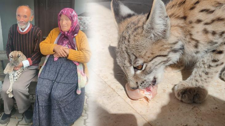 Ormanda karşılaştığı vaşak yavrusu, peşinden köye kadar geldi