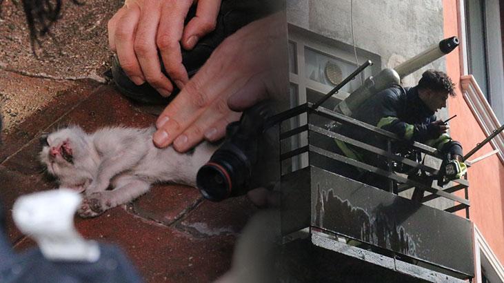 Yangından etkilenen yavru kedilere kalp masajı ve suni teneffüs