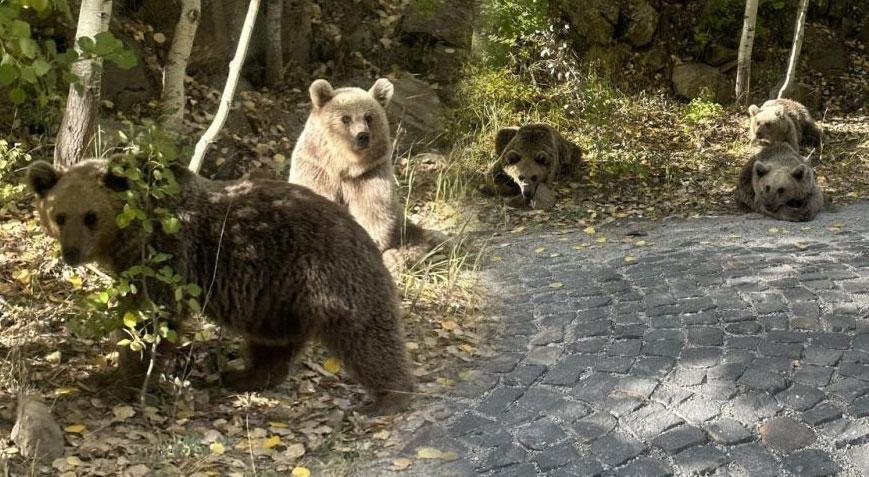 3 ayı ile karşılaştı! Hemen telefona sarıldı