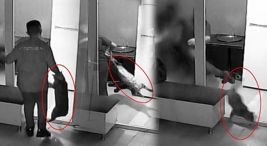 Berber çırağından kediye ‘5 dakika 22 saniyelik’ işkencede karar!