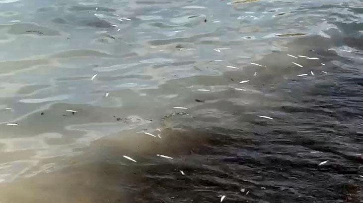 İsrail sazanları karaya vurdu! Nereden geldiği bilinmiyor