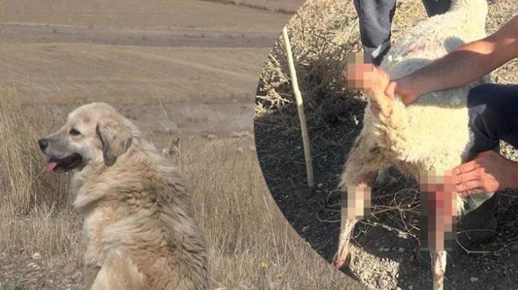Sokak köpekleri 1 buçuk milyon liralık zarara sebep oldu!