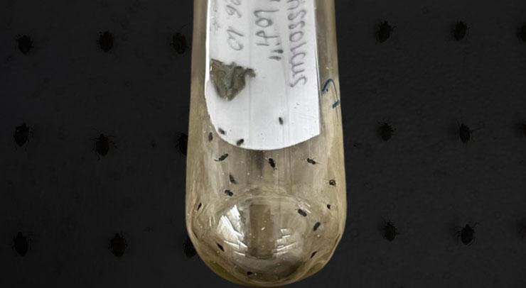 Samuray arıları Türkiye’de! 17 ilde görüldü, harekete geçildi