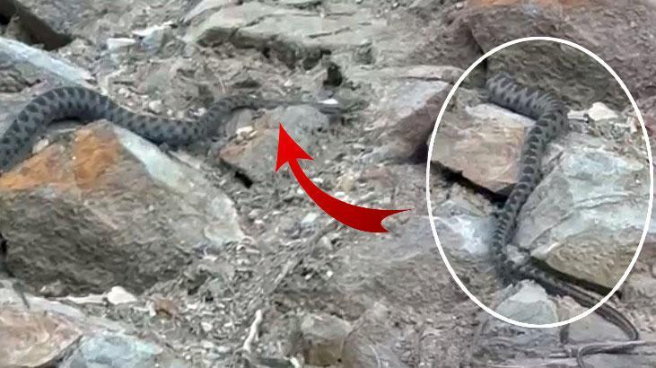 Kış uykusuna yatmak için yuva arayan yılan görüntülendi