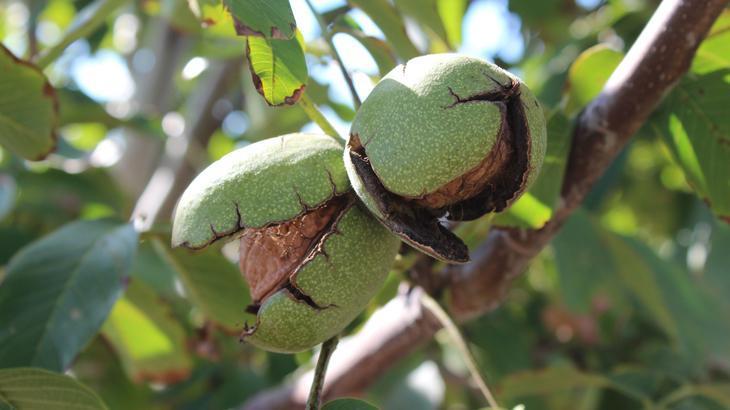 Ceviz yüz güldürdü: 1 milyon TL de gelir elde etti