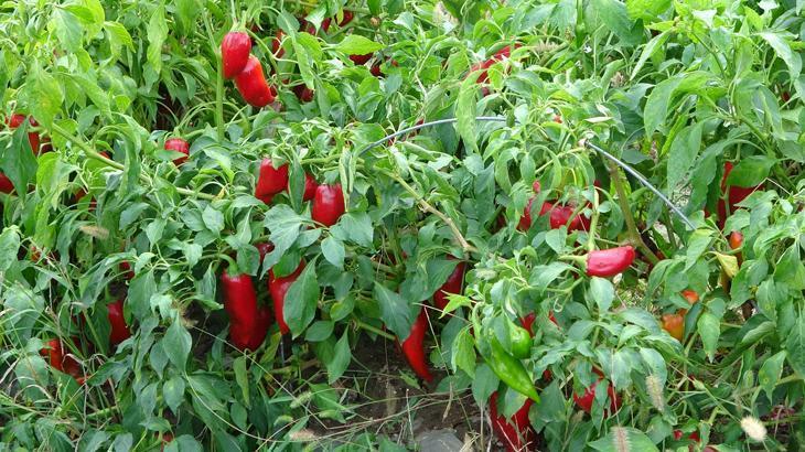 Tarlada 5 TL, markette ise 30 TL!