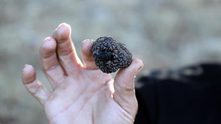 Kilosu 3 bin euro! Sadece özel eğitimli köpekler bulabiliyor