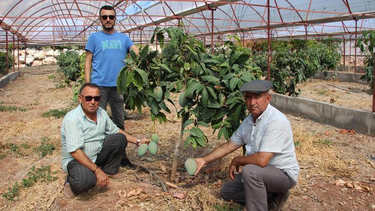 Domatesleri söktü: 300 yıllık yatırım yaptı!