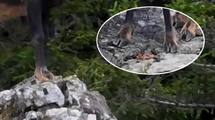 Kalın tırnaklar, sağlam bir kalp! Doğada müthiş uyum