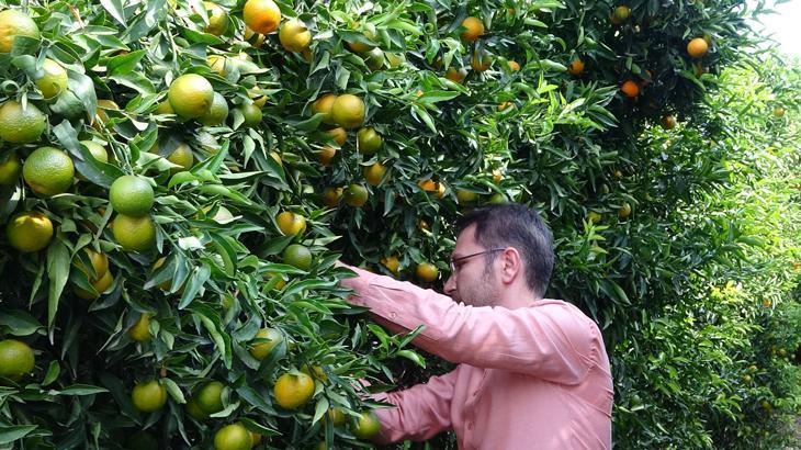 Mandalinada hasat başladı! Verim yüksek
