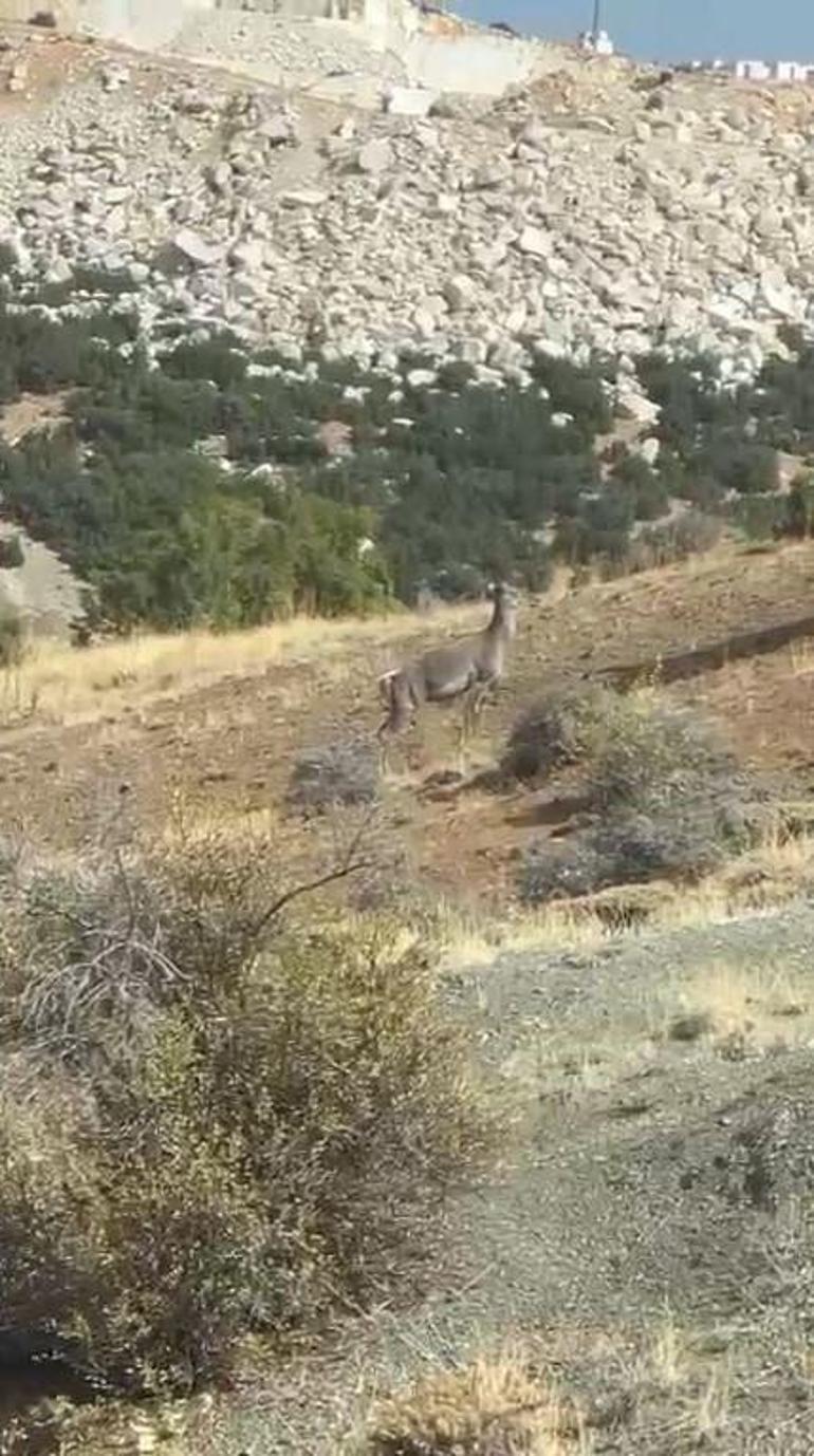 Burdur'da geyik şaşkınlığı