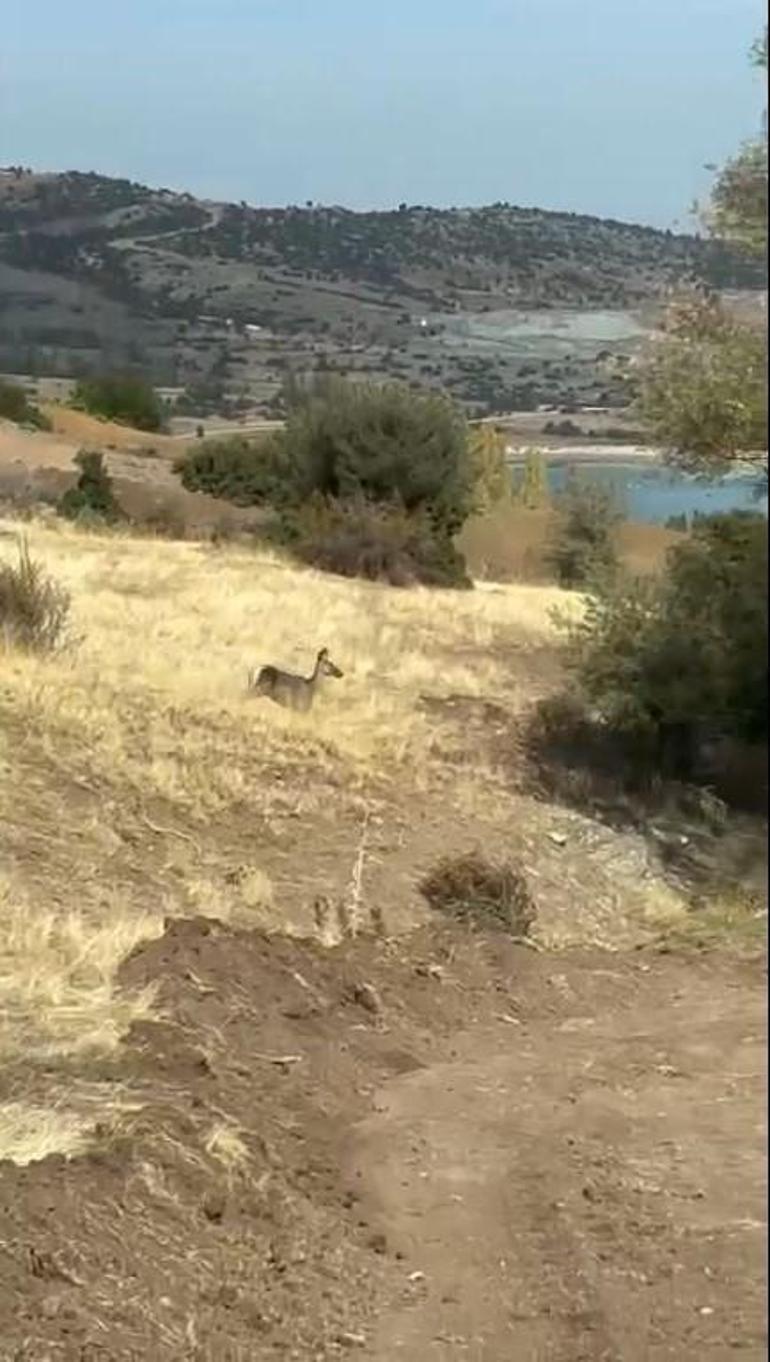 Burdur'da geyik şaşkınlığı