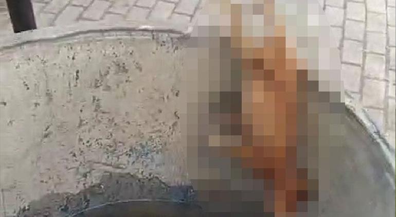 Bursa'da su dolu varilden vahşet çıktı! 4 ölü kedi bulundu