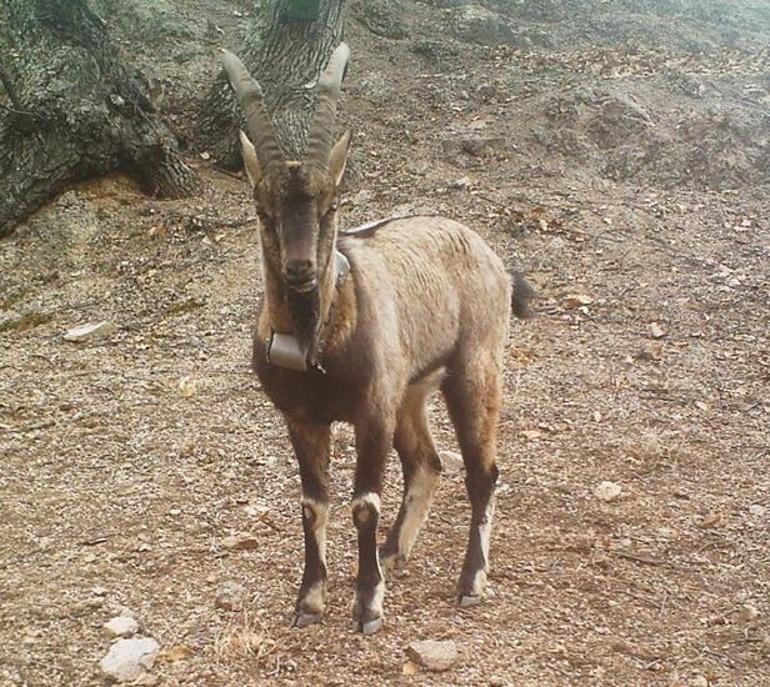 En çok gezen, en çok uyuyan takibe takılıyor! 1 yıl boyunca izlendiler