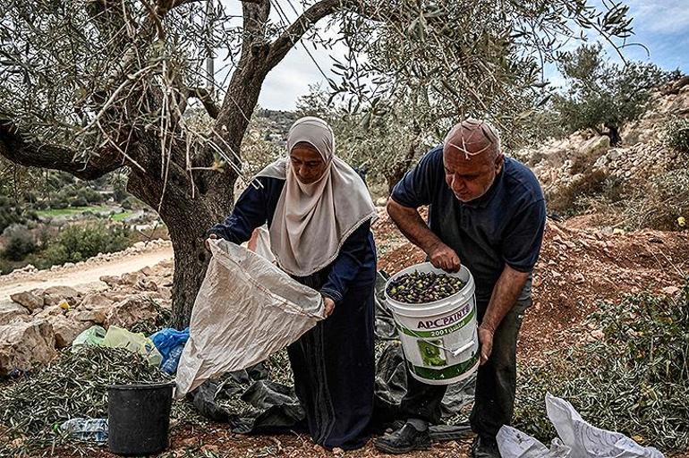 Yerleşimcilerin terörürüne karşı çkan İsrailli haham, Filistinlilerin zeytinliğini koruyor!