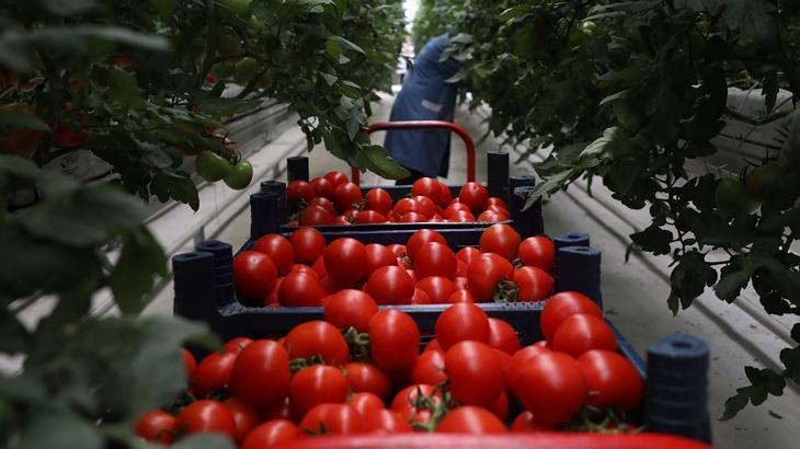 500 tonluk rekor domates üretimi!