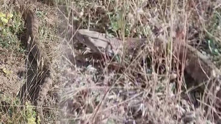 Dev yılan Sivas’ta görüntülendi! Türkiye’nin en zehirli türü