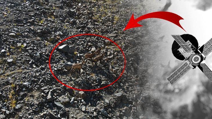 En çok gezen, en çok uyuyan takibe takılıyor! 1 yıl boyunca izlendiler