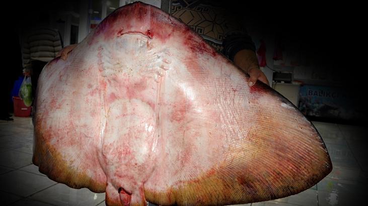 Dev vatoz şaşkına çevirdi!