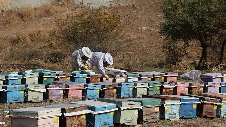 Tenekesi 2 bin 400 liradan satıldı! Arıların kışa hazırlığı başladı