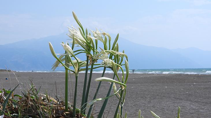 Türkiye’nin en uzun sahili! 14 kilometrelik kumsalda ‘zenginlik’ kaynağı yatıyor