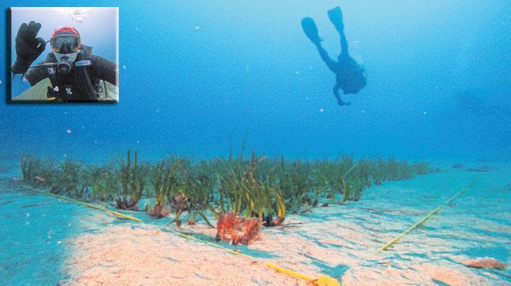 Denizin ormanlarına dikiş