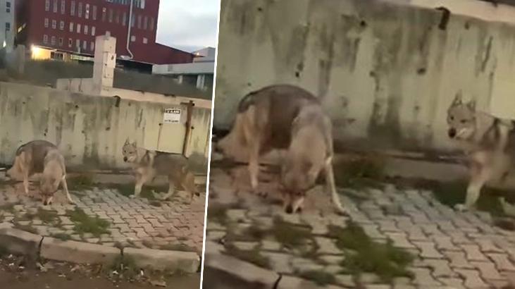 Görüntüler İstanbul’da kaydedildi! Aç kalan kurtlar şehre indi