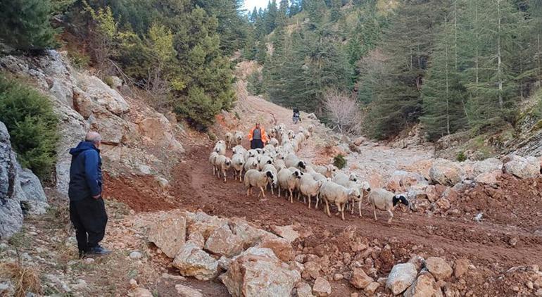 Yaylada mahsur kalan çobanlar ve küçükbaş sürüsü 5 saat sonra kurtarıldı