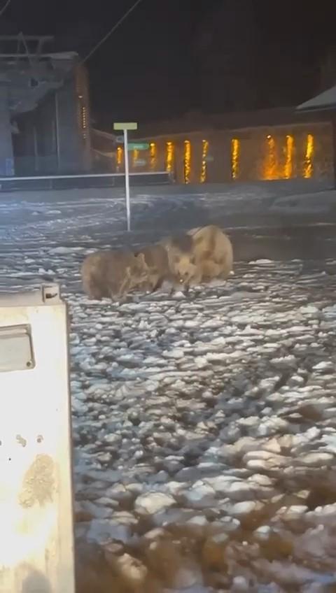 Uludağ'da ayılar kış uykusunu unuttu