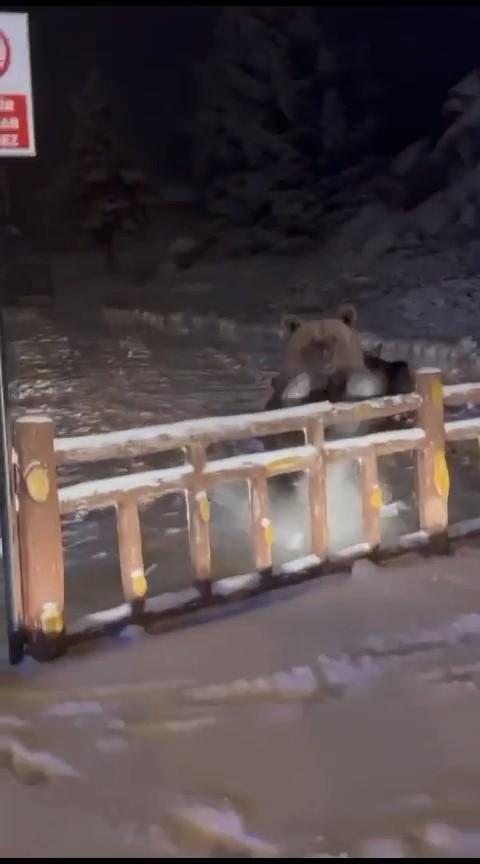 Uludağ'da ayılar kış uykusunu unuttu