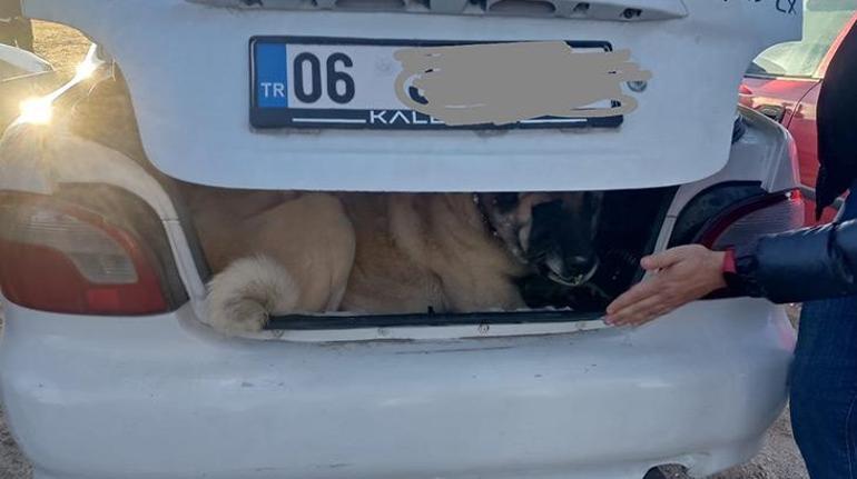 Kayseri'de köpek dövüştüren 37 kişi yakanlandı; 6 köpek kurtarıldı
