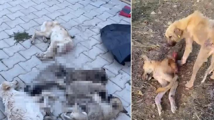 ‘Aç kalan köpekler hemcinselerini yedi’ iddiası! İnceleme başlatıldı