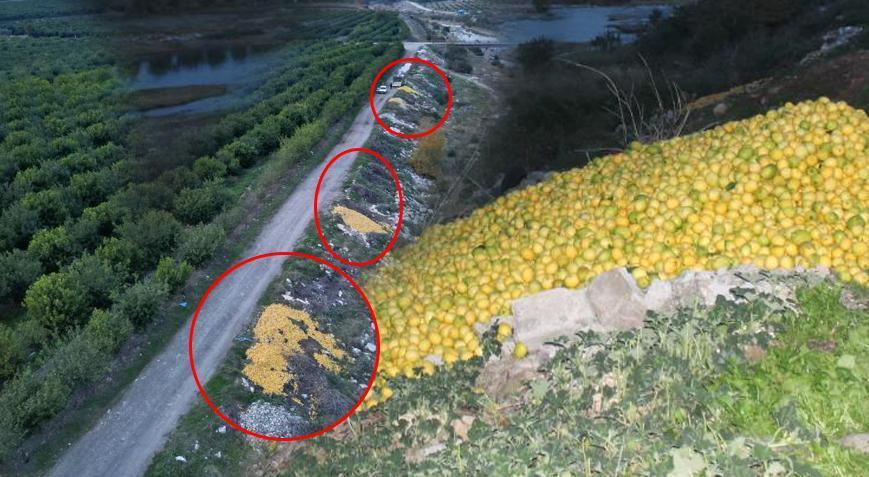 Adana’da şoke eden manzara! Tonlarca limon dere yatağına döküldü