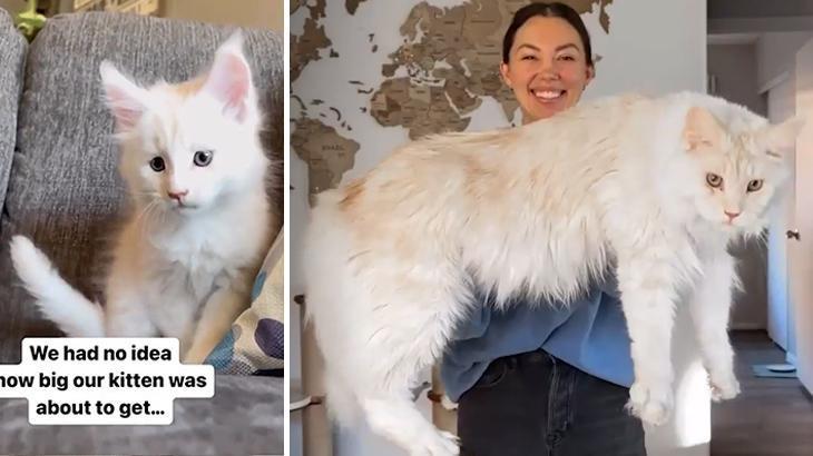 Görenler vahşi bir hayvan olduğunu düşünüyor! Yavruyken sahiplendi hızla devasa boya ulaştı