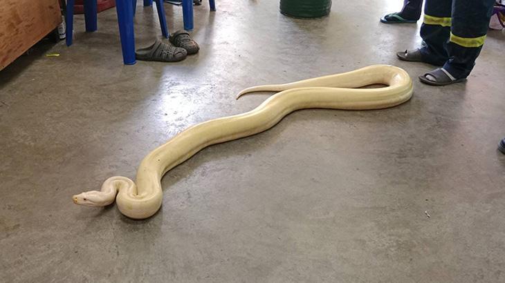 Bangkok’ta 4 metrelik dev piton bulundu! ‘Evcil’ oludğu anlaşıldı