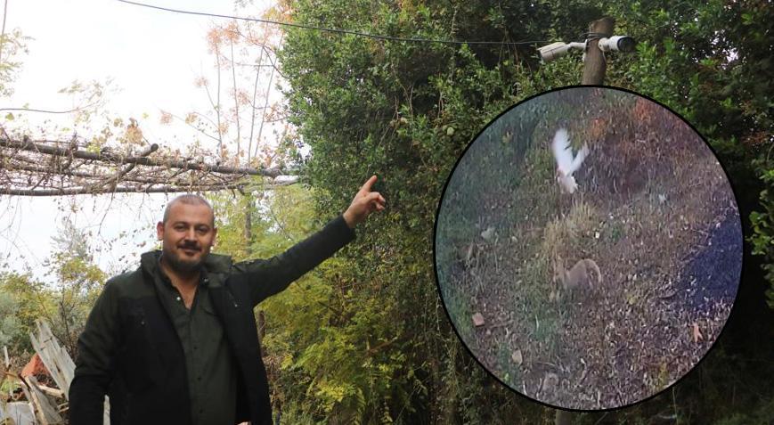 50 tavuğu ortadan kayboldu! Şoke eden gerçeği kamerada fark etti