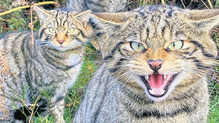 ‘Yabani miras’ için DNA operasyonu