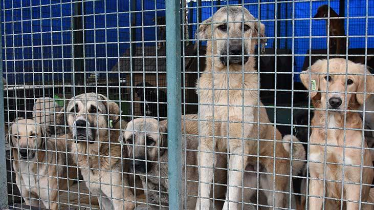 5 ilde sahipsiz köpek sayısı 100 bine dayandı: Çöplüklere atıp çözüm bulduklarını zannediyorlar
