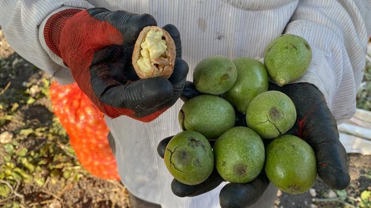 Sezon sona erdi: Bilecik’te ceviz bereketi
