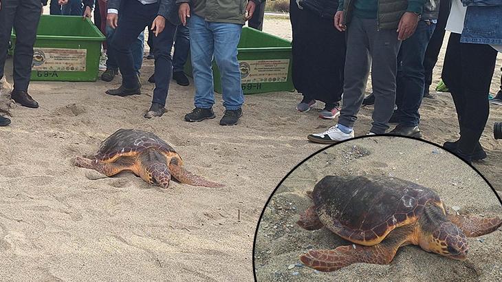 Kuşadası’nda tedavisi tamamlanan 3 deniz kaplumbağası törenle denize salındı