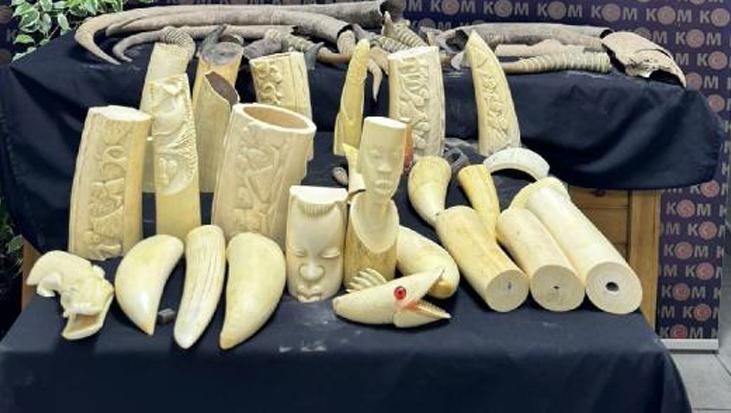 İstanbul’da operasyon: Bufalo boynuzları ele geçirildi